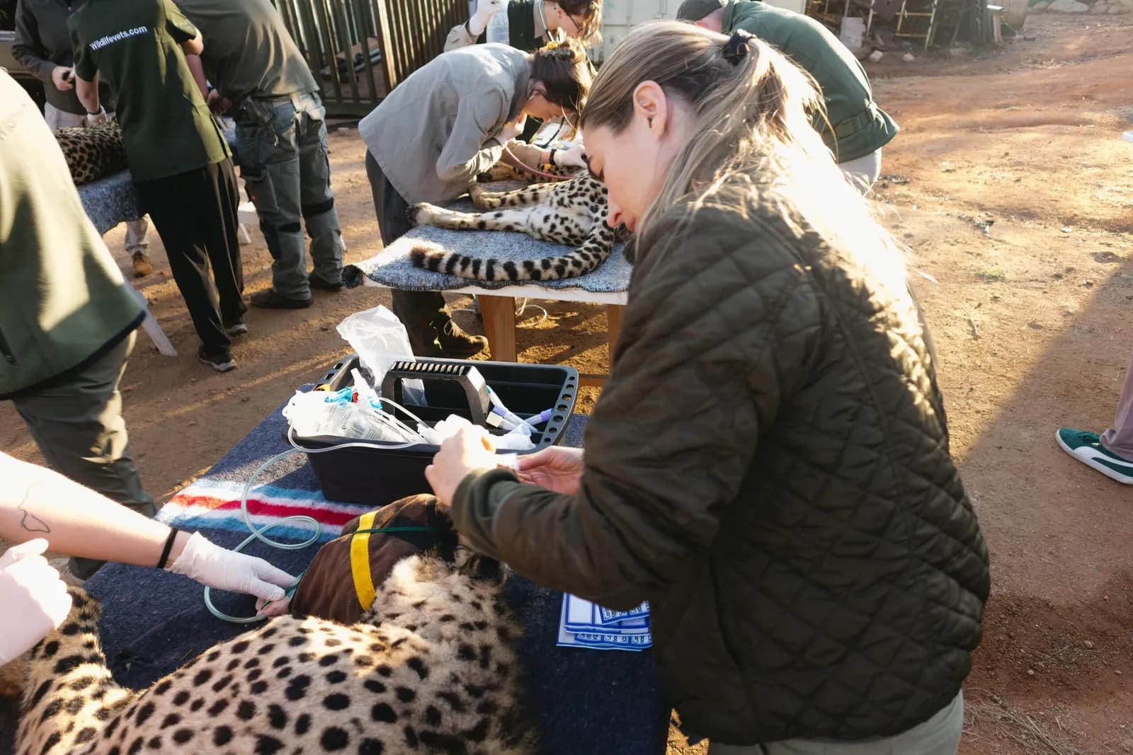 Ghepardi reintrodotti nell'ecosistema del Grande Luangwa in Zambia dopo 30 anni