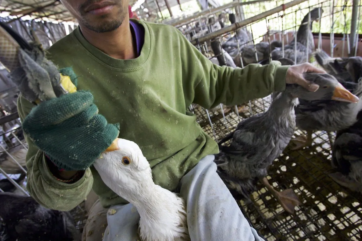 Il Brasile vieta la produzione e l'importazione di foie gras